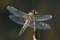 Libellula quadrimaculata-1627